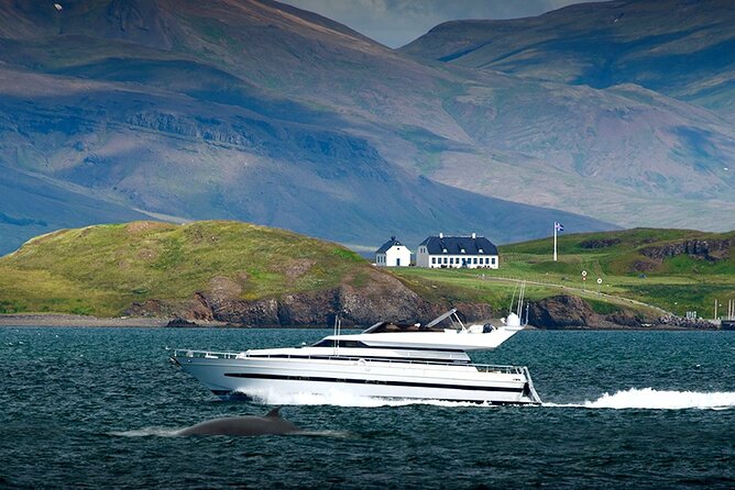 Whale Watching & Dolphin Yacht Cruise - Price and Value: Is $108.61 Worth It?
