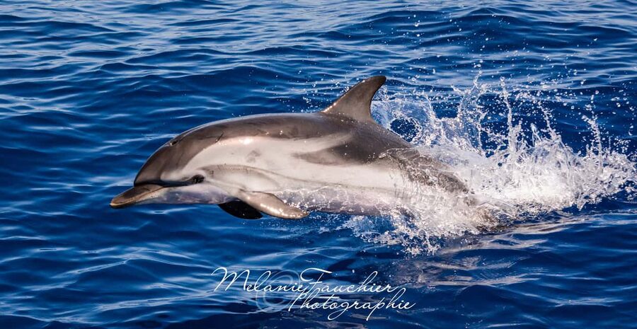 Whale-Watching, Dolphins & Whales from Bandol - Key highlights you’ll care about