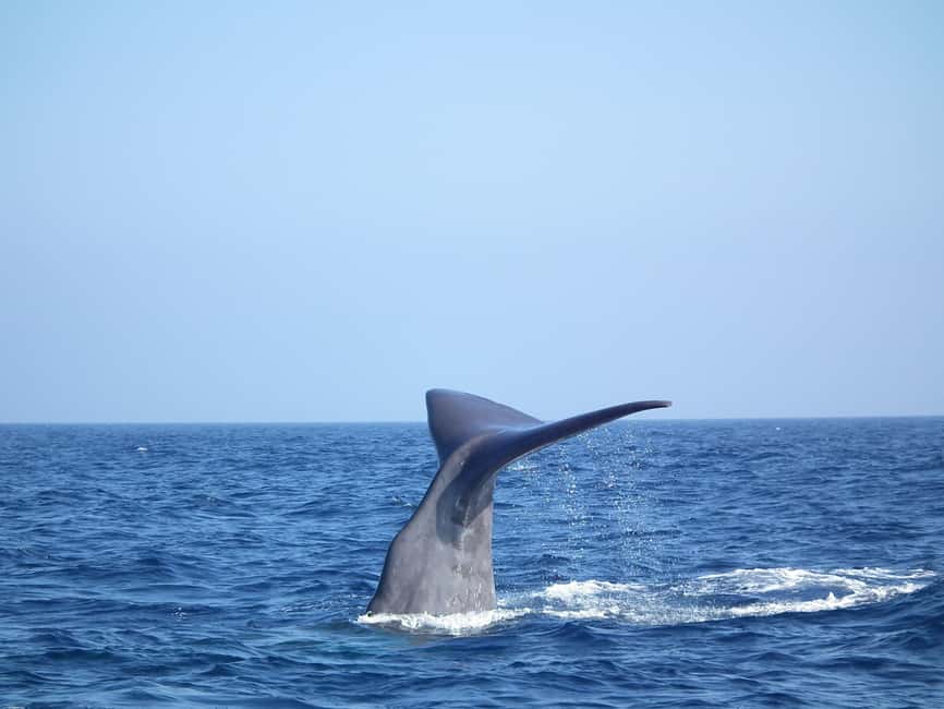 Whale-Watching, Dolphins & Whales from Bandol - Bandol whale watching: why this cruise feels different