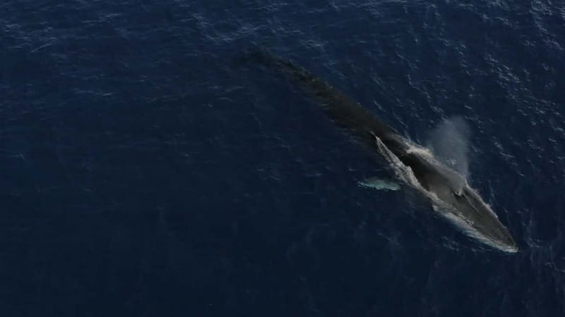 Whale-Watching, Dolphins & Whales from Bandol - What you’ll do during the 6 hours at sea