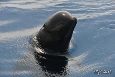 Whale-Watching, Dolphins & Whales from Bandol - Getting started in Bandol: where the day begins