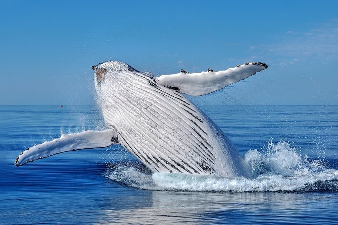 Whale Watching Dunsborough - Key highlights to know before you go