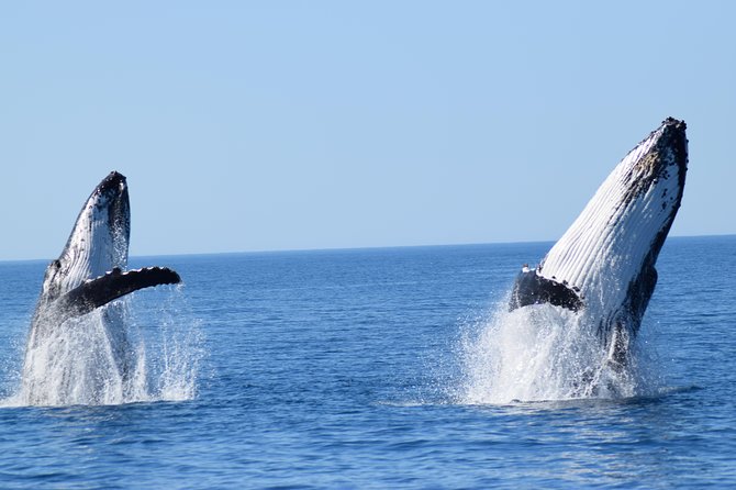 Whale Watching Dunsborough - What whales you can spot: humpbacks, blues, southern right whales, and more