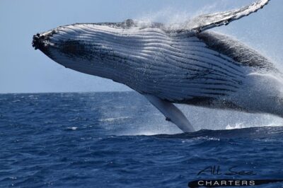 Whale Watching Dunsborough - The boat setup: decks, a flybridge, and real odds of a good view