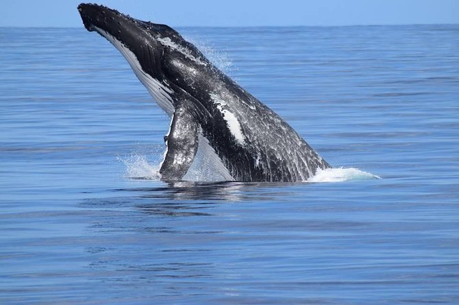 Whale Watching Dunsborough - The crew factor: enthusiastic guidance makes a difference