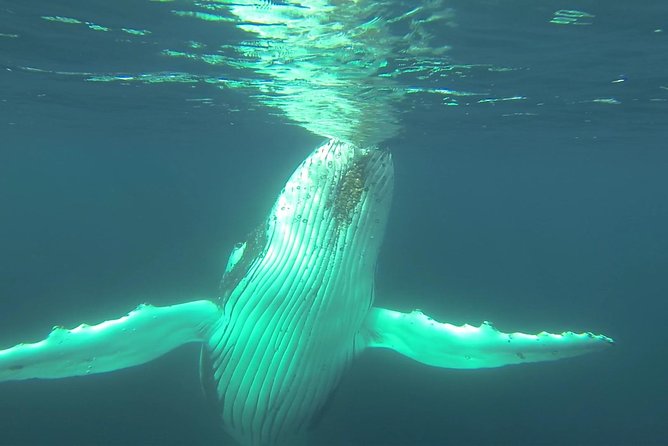 Whale Watching Dunsborough - Price and value: is $68.14 worth it for 2 hours on the water?