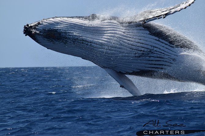 Whale Watching Dunsborough - The boat setup: decks, a flybridge, and real odds of a good view