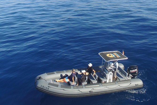 Whale Watching Eco-Adventure from Costa Adeje - Quick highlights you’ll care about