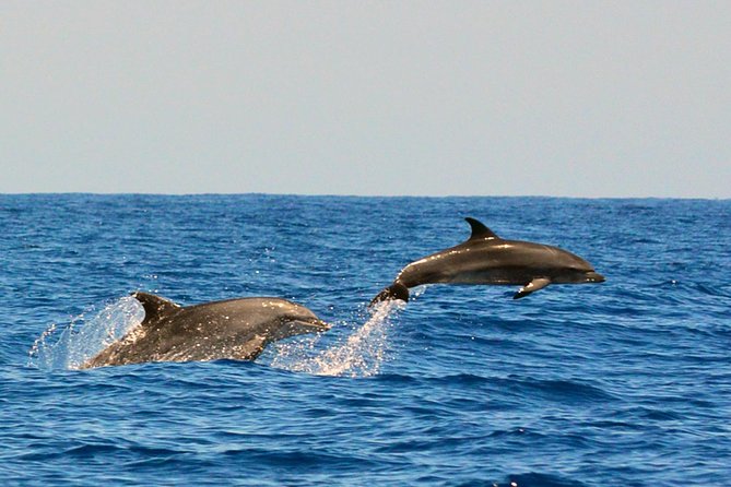 Whale Watching Eco-Adventure from Costa Adeje - Why this whale trip feels different on the water