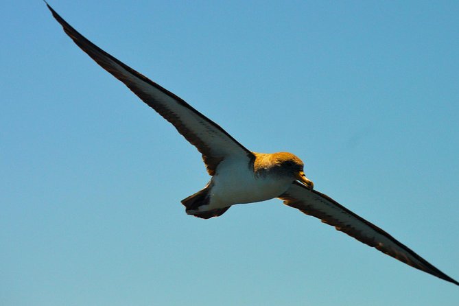 Whale Watching Eco-Adventure from Costa Adeje - What the biologist staff actually does during your two hours