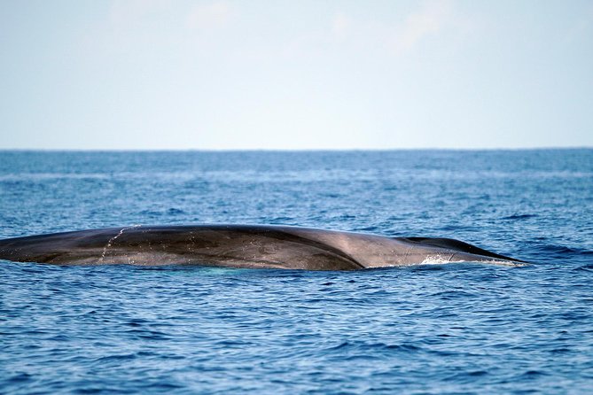 Whale Watching Eco-Adventure from Costa Adeje - Stop and flow: how the search typically plays out