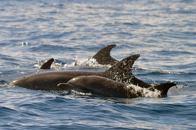 Whale Watching Eco-Adventure from Costa Adeje - Sightings you should realistically expect (and what might show up)
