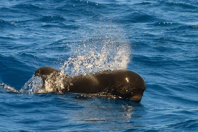 Whale Watching Eco-Adventure from Costa Adeje - Photos: free, emailed, and actually useful