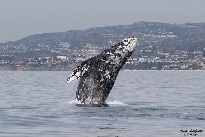 Whale Watching Excursion in Dana Point - Key Highlights You’ll Actually Care About