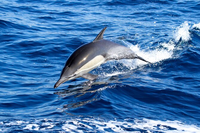 Whale Watching Excursion in Dana Point - Dana Point Whale Watching: A Simple Trip With Big Ocean Energy