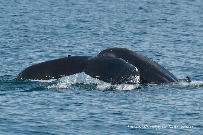 Whale Watching Excursion in Dana Point - Live Captain Narration: Why It Makes the Trip Worth It