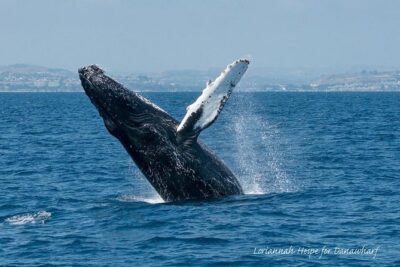 Whale Watching Excursion in Dana Point - Your Best View Strategy: Deck Spotting vs. the Enclosed Cabin