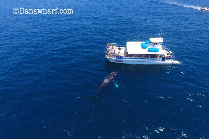 Whale Watching Excursion in Dana Point - Timing on the Water: From Check-In to the Search Loop