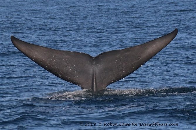 Whale Watching Excursion in Dana Point - Who This Tour Fits Best (and Who Should Plan Around Conditions)