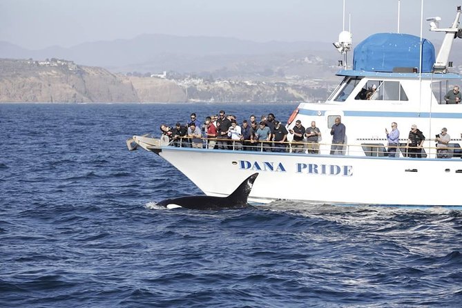 Whale Watching Excursion in Dana Point - Price and Value: $65 for Two Hours of Pacific Wildlife Search