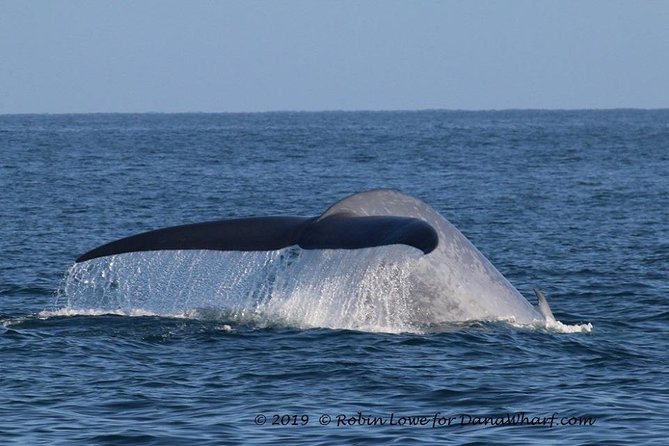 Whale Watching Excursion in Dana Point - Practical Tips That Improve Your Chances (Without Overthinking It)