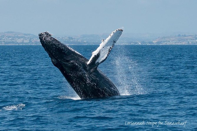 Whale Watching Excursion in Dana Point - Your Best View Strategy: Deck Spotting vs. the Enclosed Cabin