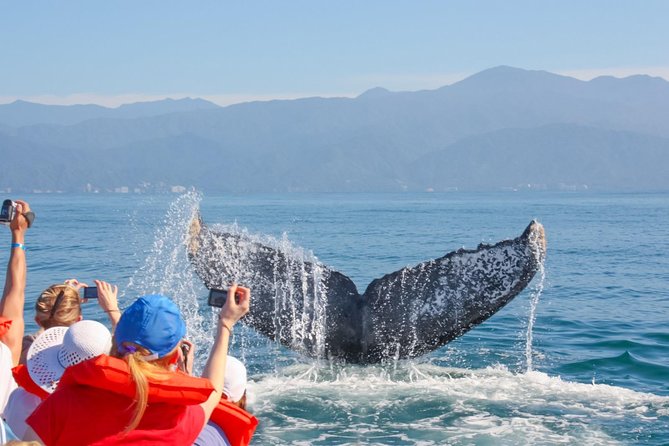 Whale Watching Experience - Kaanapali Beach meeting point: where the tour starts and how to find it