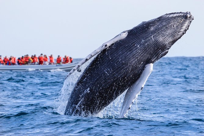 Whale Watching Experience - What you’ll actually look for: humpback behavior, not just “a whale somewhere”