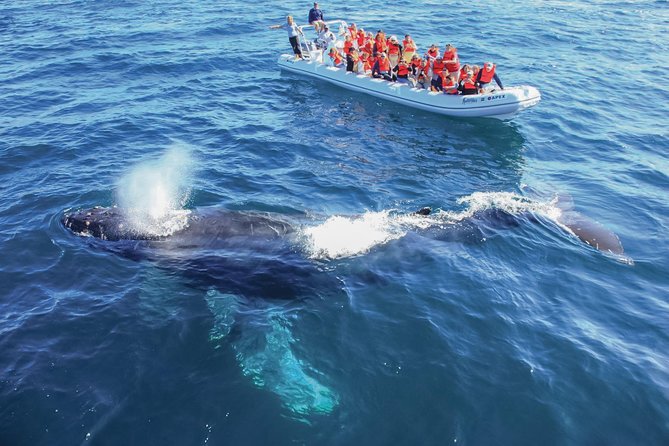 Whale Watching Experience - The real-world water factor: getting wet, loading/unloading, and motion tips