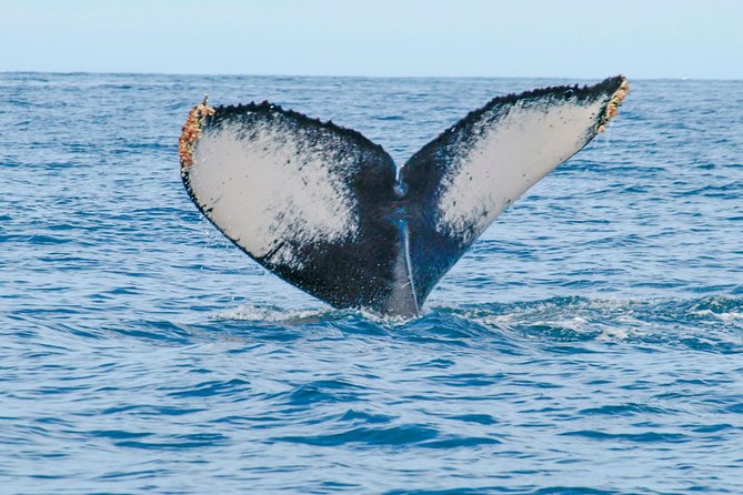 Whale Watching Experience - Price and value: is $102.20 worth it?