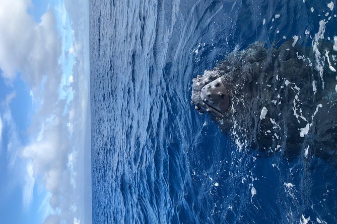 Whale Watching Experience - Who this whale watch is best for