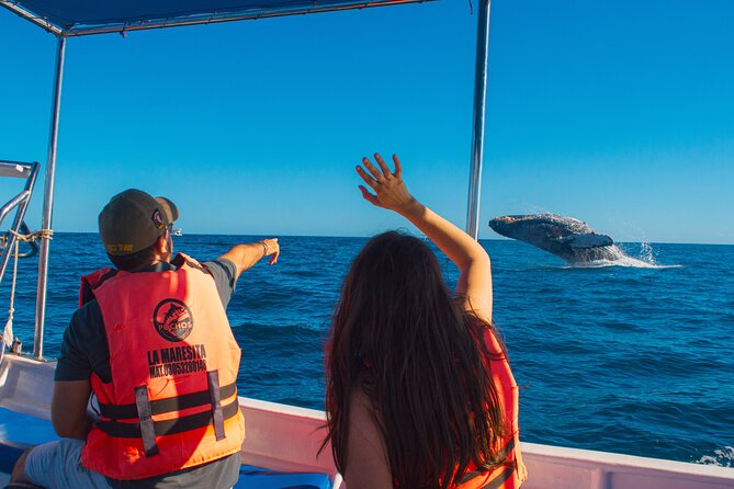 Whale Watching Experience in Cabo San Lucas 2 hours - Key things I’d circle before you book