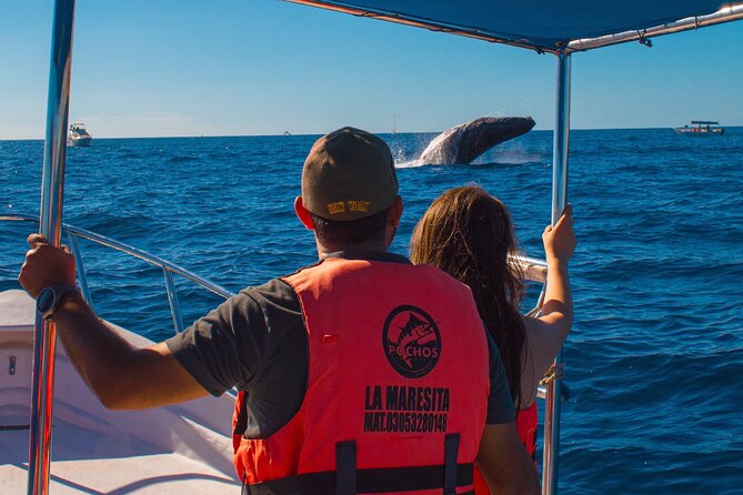 Whale Watching Experience in Cabo San Lucas 2 hours - The ride: where the boat takes you and why each stop matters