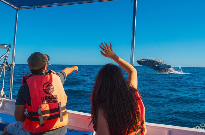 Whale Watching Experience in Cabo San Lucas 2 hours - English on board: useful, but not something to gamble on