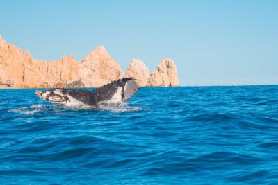 Whale Watching Experience in Cabo San Lucas 2 hours - Whales: what to expect (and how to keep your day happy)