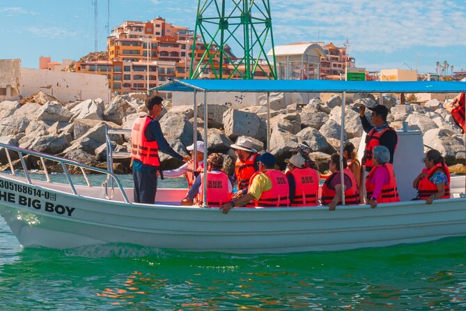 Whale Watching Experience in Cabo San Lucas 2 hours - Price and value: $40 for 2 hours in Cabo