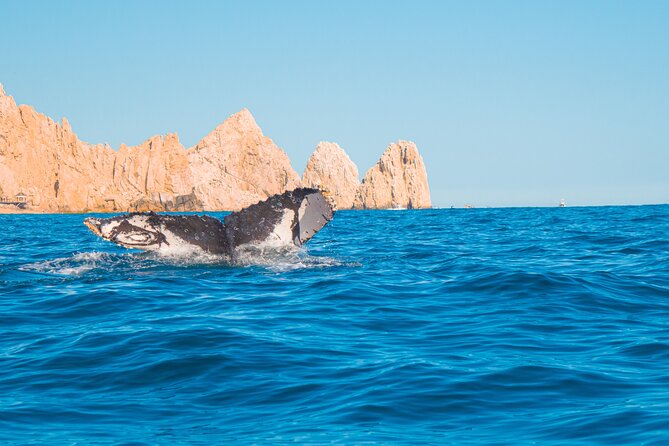 Whale Watching Experience in Cabo San Lucas 2 hours - Whales: what to expect (and how to keep your day happy)