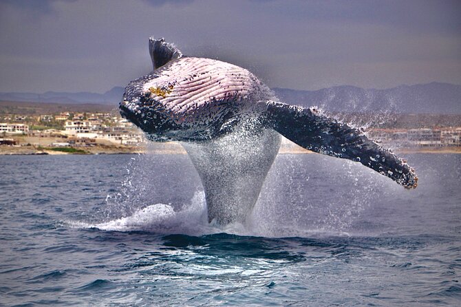 Whale Watching Experience in Cabo San Lucas - Price and what your money buys in real terms