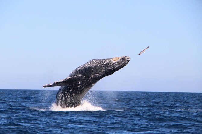Whale Watching Experience in Cabo San Lucas - The boat: clean, comfortable, and built for watching