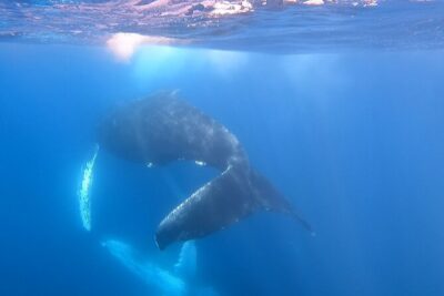 Whale Watching Experience in Cabo San Lucas - The 2.5-hour flow: Arch, sea-and-swell beach time, then the whale hunt