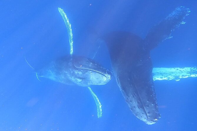 Whale Watching Experience in Cabo San Lucas - Photo magic: drone shots and crew help