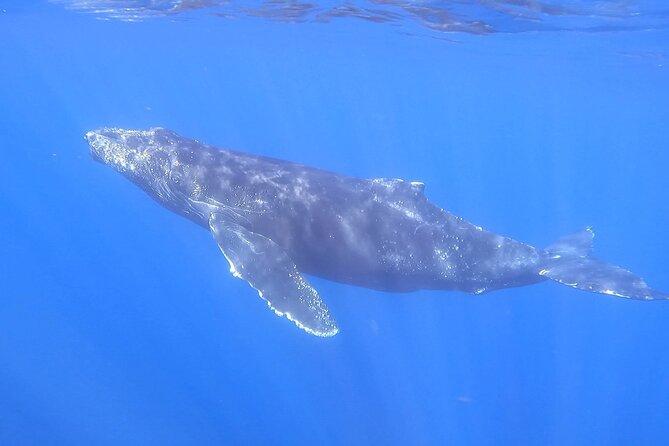 Whale Watching Experience in Cabo San Lucas - Who this tour fits best (and who might prefer something else)
