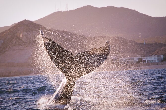 Whale Watching Experience in Cabo San Lucas - Practical planning: what to bring and what to skip
