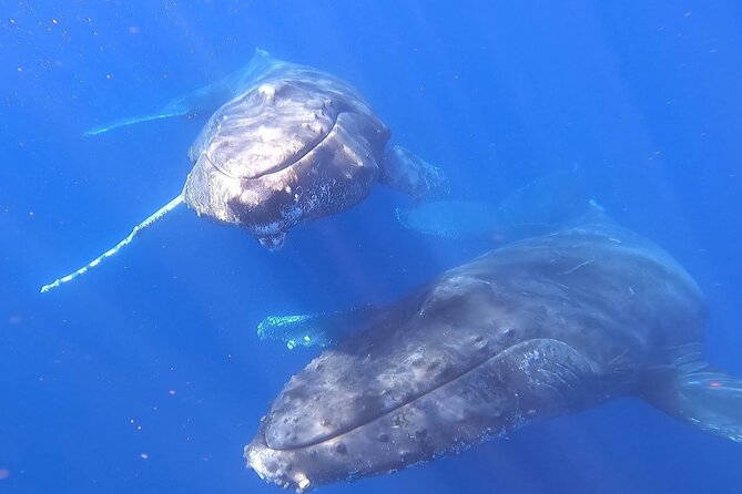 Whale Watching Experience in Cabo San Lucas - Timing in Cabo: when you should book