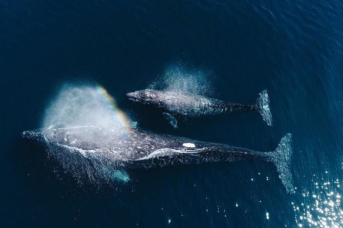 Whale Watching Experience in Mirissa - Quick Why This Cruise Works