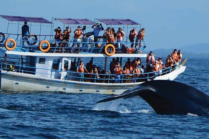 Whale Watching Experience in Mirissa - Mirissa Beach at 6:00am: how the early start sets you up