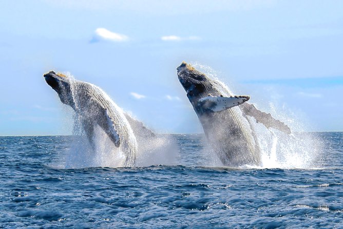 Whale Watching Experience - The small raft boat advantage: why closer viewing feels easier here
