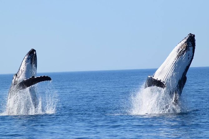 Whale Watching from Augusta in Western Australia - Key things I’d bookmark before you go