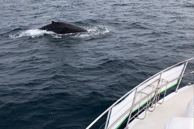 Whale Watching from Augusta in Western Australia - Flinders Bay whale watching: why this stretch is worth your time