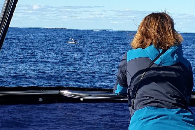 Whale Watching from Augusta in Western Australia - What you’re actually looking for: humpbacks and occasional southern right whales